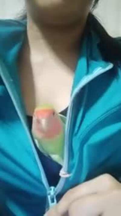 Chicks know what a guy really wants to see