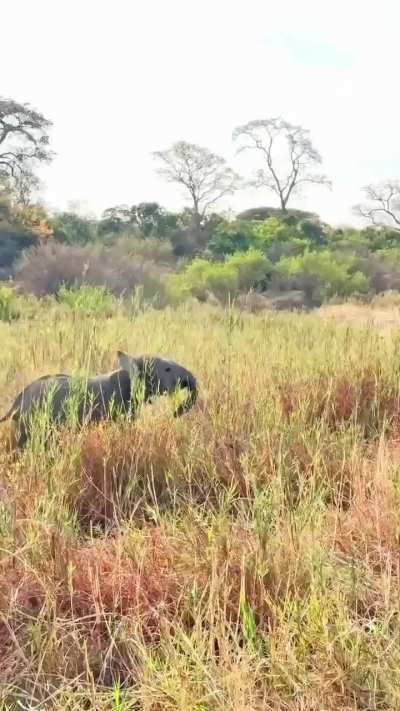 A Baby Elephant Charging A Giraffe