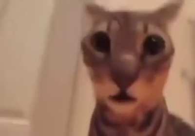 The original video of the scared cat meme, it was a cat smelling fart spray