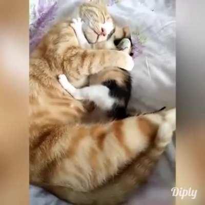 I wish i was born a cat