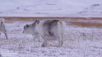 Svalbard reindeer are the smallest subspecies of reindeer
