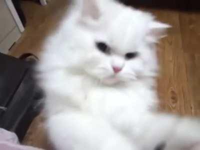 Persian cat attacking its owner