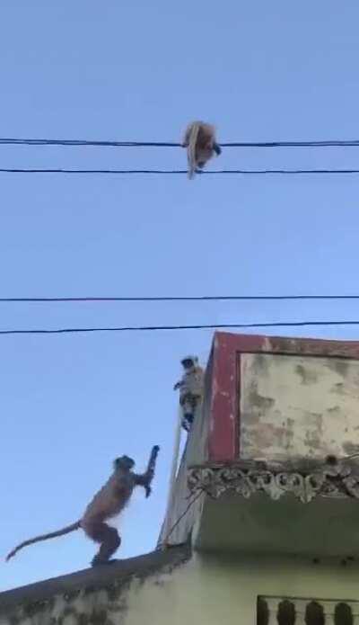 Baby monkey barely holding onto his life...!