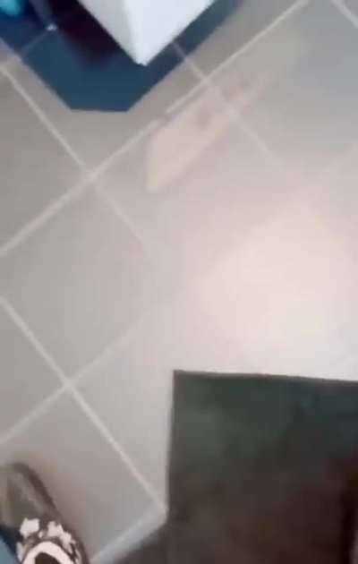 to throw the spider in the toilet