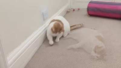 Cat Falls Flat On His Face