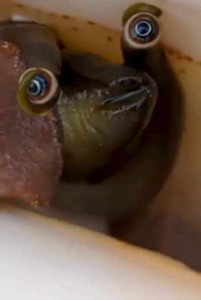 Cone snail (I think)