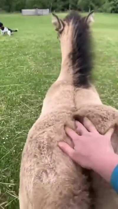 Pony requesting for her lower back to be scratched