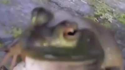 Video of sitting frog, but what is the song? Shazam and SoundHound didn’t work...