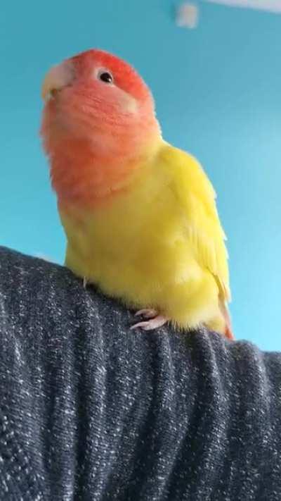 Practicing raptor noices