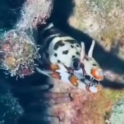 You definitely haven't seen the dragon moray eel yet.