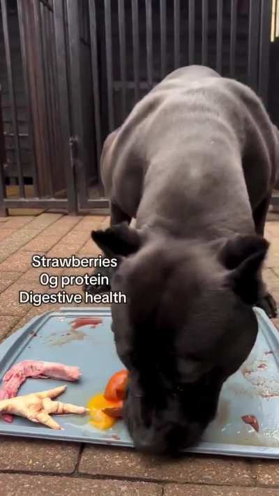 The real carnivore diet (and a strawberry).
