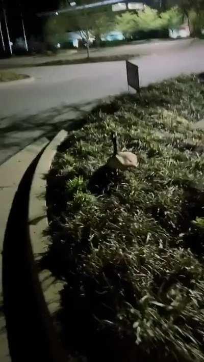 Geese are the spawn of the devil.