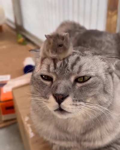 Hey! It didn't go like this in Tom & Jerry!!