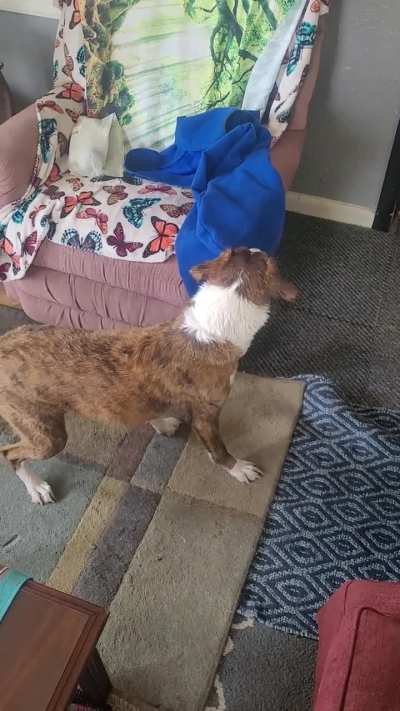 When you should have vacuumed before giving the dog a bath