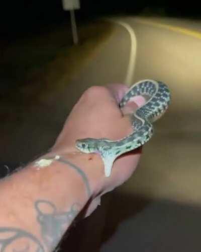 Snake bites a silly human