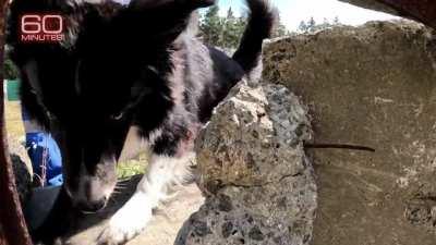 60 Minutes report reveals that the U.S. is financing more than weapons in Ukraine. The government is buying seeds/fertilizer for farmers, paying the salaries of 57,000 first responders and subsidizing small businesses