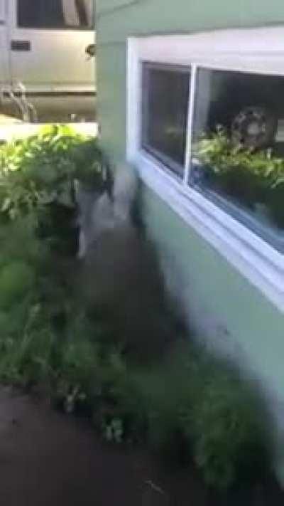 Husky Runs Away and Throws Tantrums While Owner Tries to Give him Bath