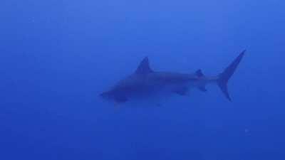Marie, the friendly Hawaiian Tiger Shark