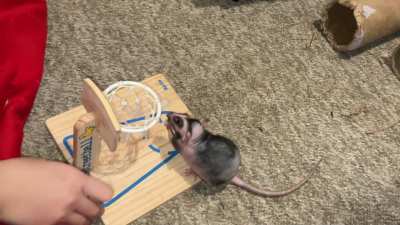 My awesome pet rat Chickpea is learning basketball - pt 3!