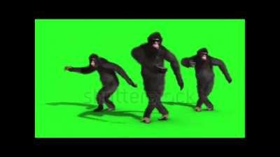 Monkeys dancing  