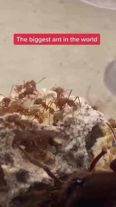 This ant the size of a puppy