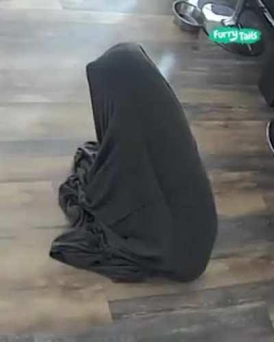 Sleepy dog wakes up on the wrong side of the couch