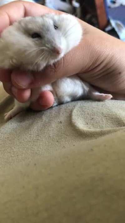 No one can snuggle quite like Chubbs