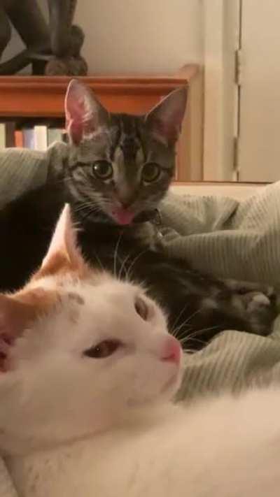 Witnessed a grade A blep for the first time today.