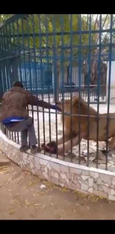 Don't pet the big cats yall