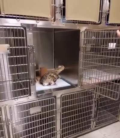 SuperbOwl just woke up from anesthesia