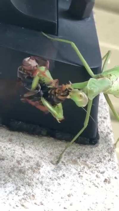 damn nature, you scary!