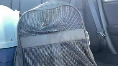 Ganon was not havin it on the way to the vet this morning