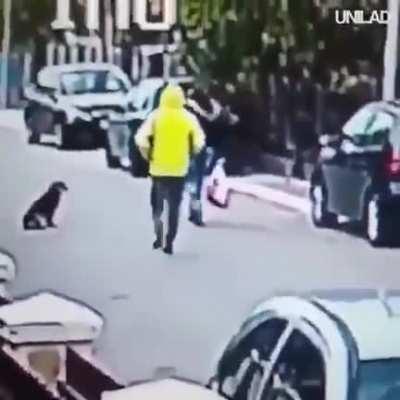 Superdog: A man tried to steal a woman and the dog bit him.