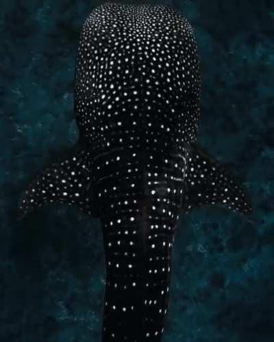 this beautiful shot of a whale shark