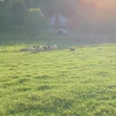 henry, goat whisperer: a short film