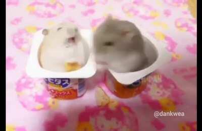 Quick!!! The mods are asleep... Hamster justice.