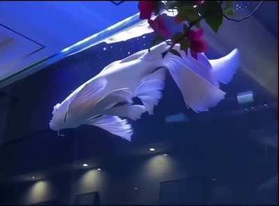 The white butterfly koi fish is a beautiful, docile and majestic creature that is known for their long, flowing fins and tails, which give them the appearance of a butterfly swimming through the water.