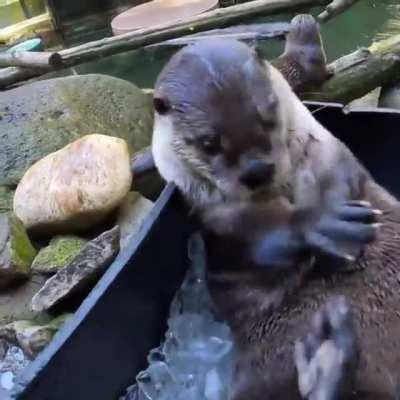 Otters getting icy treats