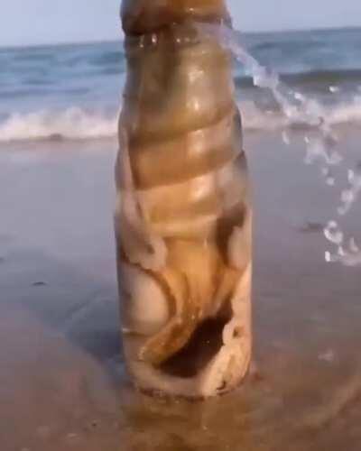 Octopus snuggling in a bottle