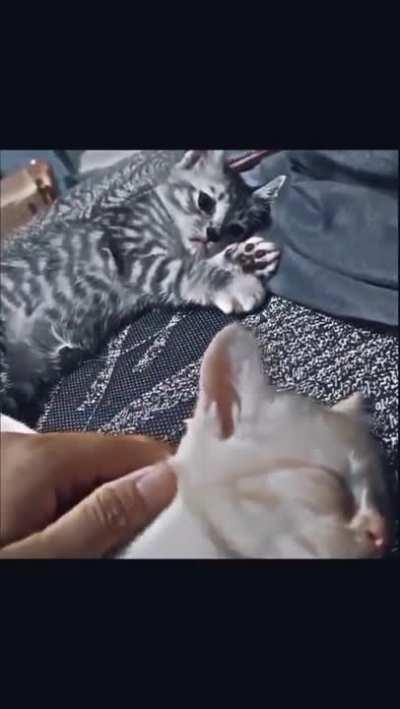 why....why.....why....WHY