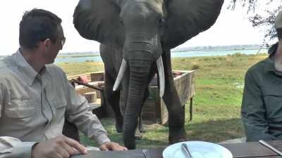 Elephant ruins these people's lunch!