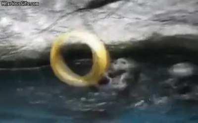If you give an otter a ring...