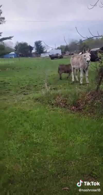 Donkey knew exactly what was gonna happen