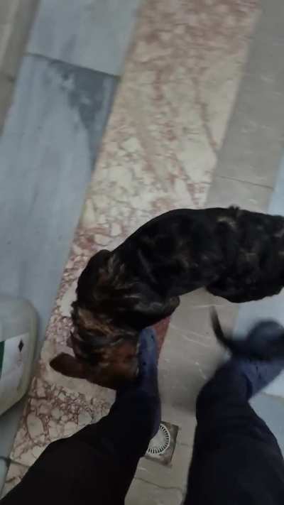 Köpeklerin beden dilinden anlayan?