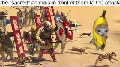 How Persians Used Cats to Conquer Egypt