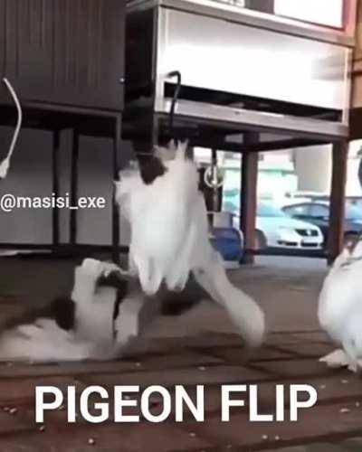 pigeon flip