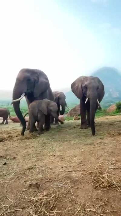 When Yatta arrives at Ithumba, she arrives with her whole family.