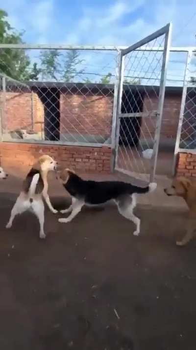 When the boss dog comes, you gotta cut the shit :D