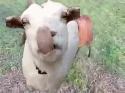 Albanians testing genetic manipulating goat🐐 (😲!Secret weapon leaked!?! But how?🤣)