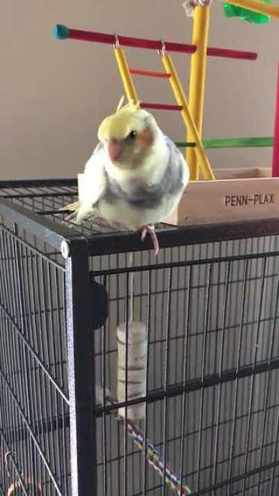 I'm not exactly the most knowledgeable cockatiel owner, Kush is about 8-9 weeks old and is making this sound, is it bad or is kush trying to let me know something?
